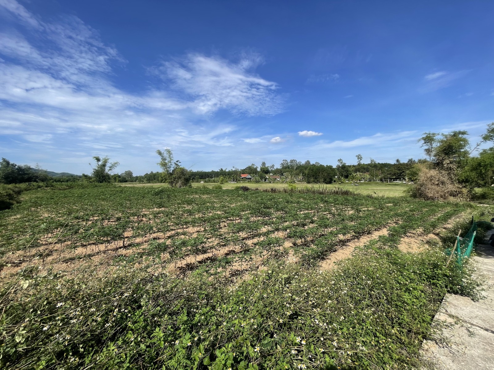 QUẾ THUẬN 2953m², ĐẤT, ngang 50m, dài 60m, giá 3.3 tỷ, Quế Sơn