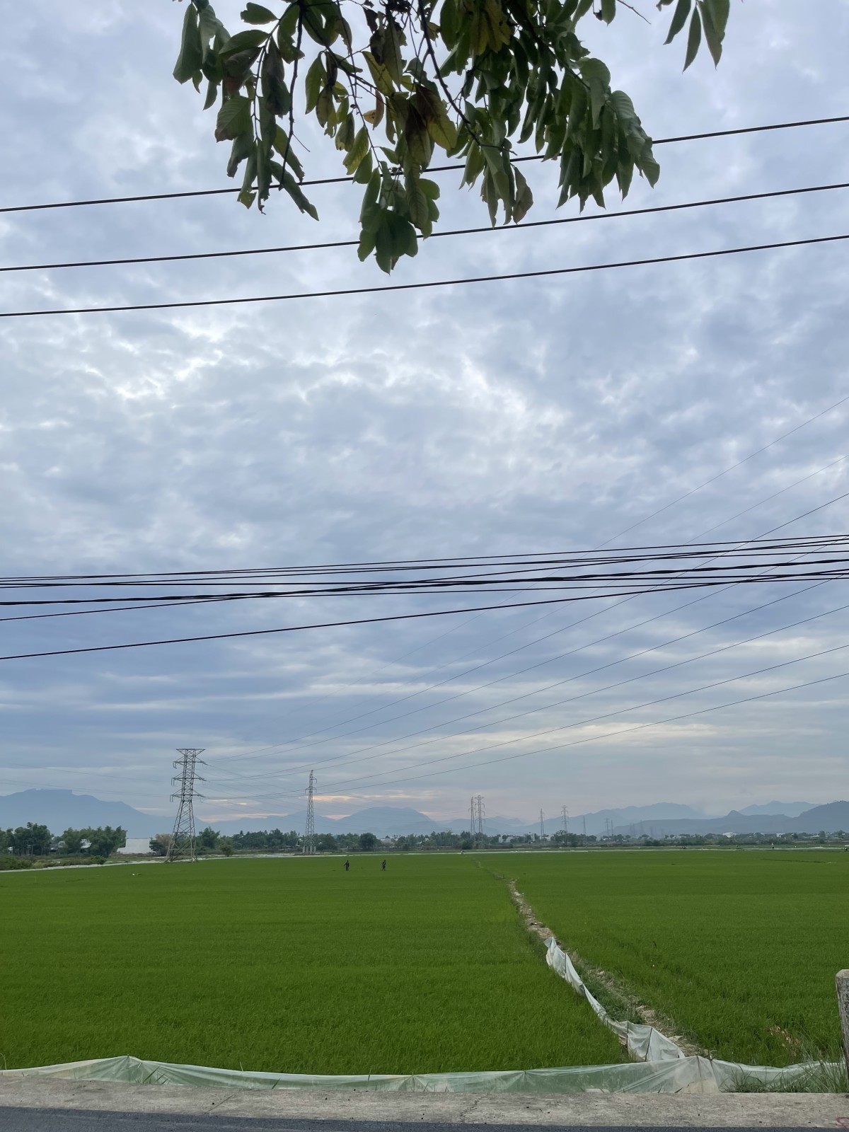 THÔN QUANG CHÂU 151m², ĐẤT, ngang 6.5m, dài 25.3m, giá 3.5 tỷ, Hòa Vang